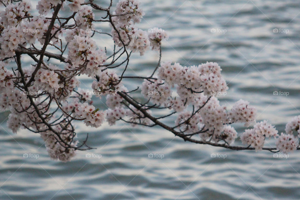 water,  pink, branch, cherry blossom, landscape, tree