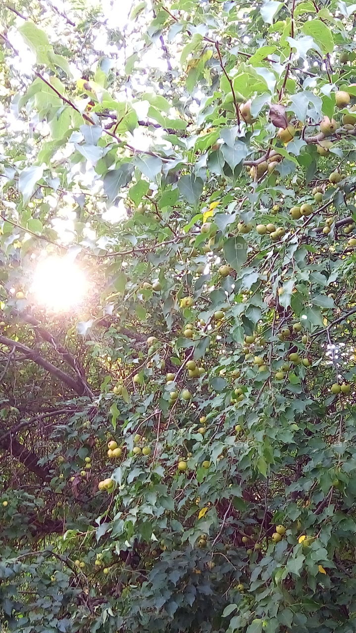 яблоня.природа.