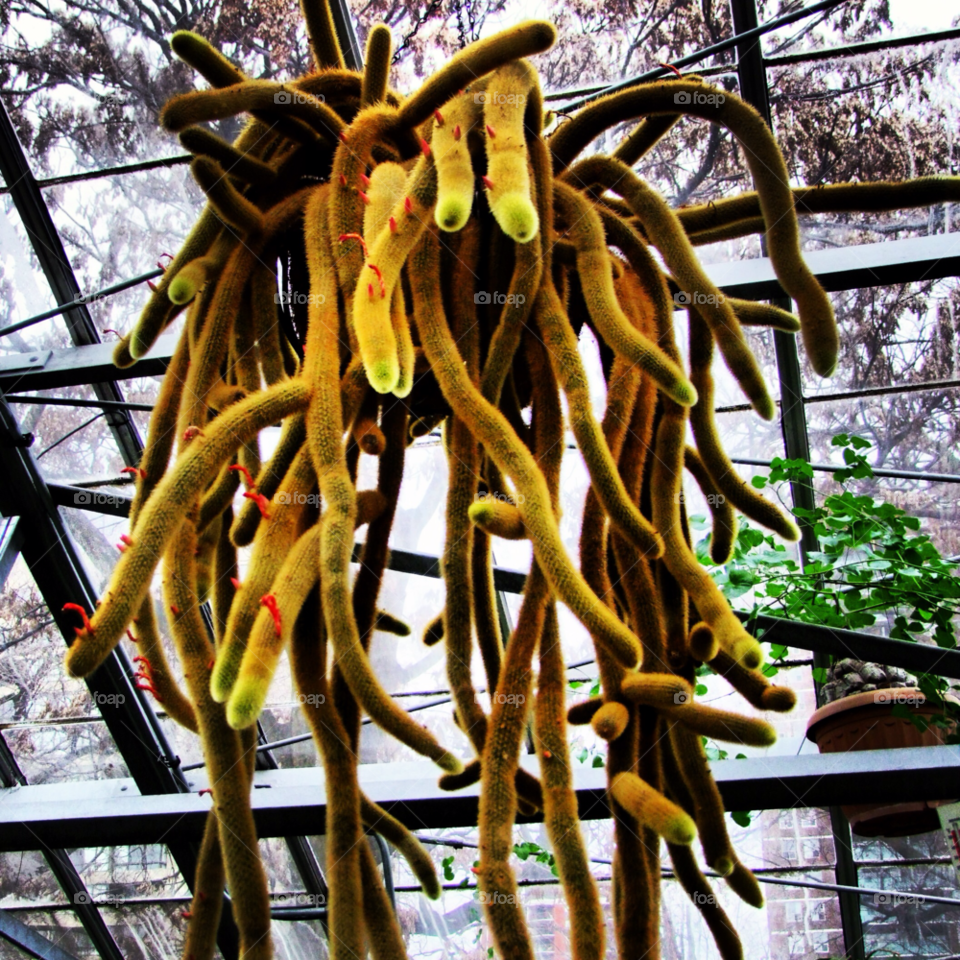 yellow flower eyes octopus by byg