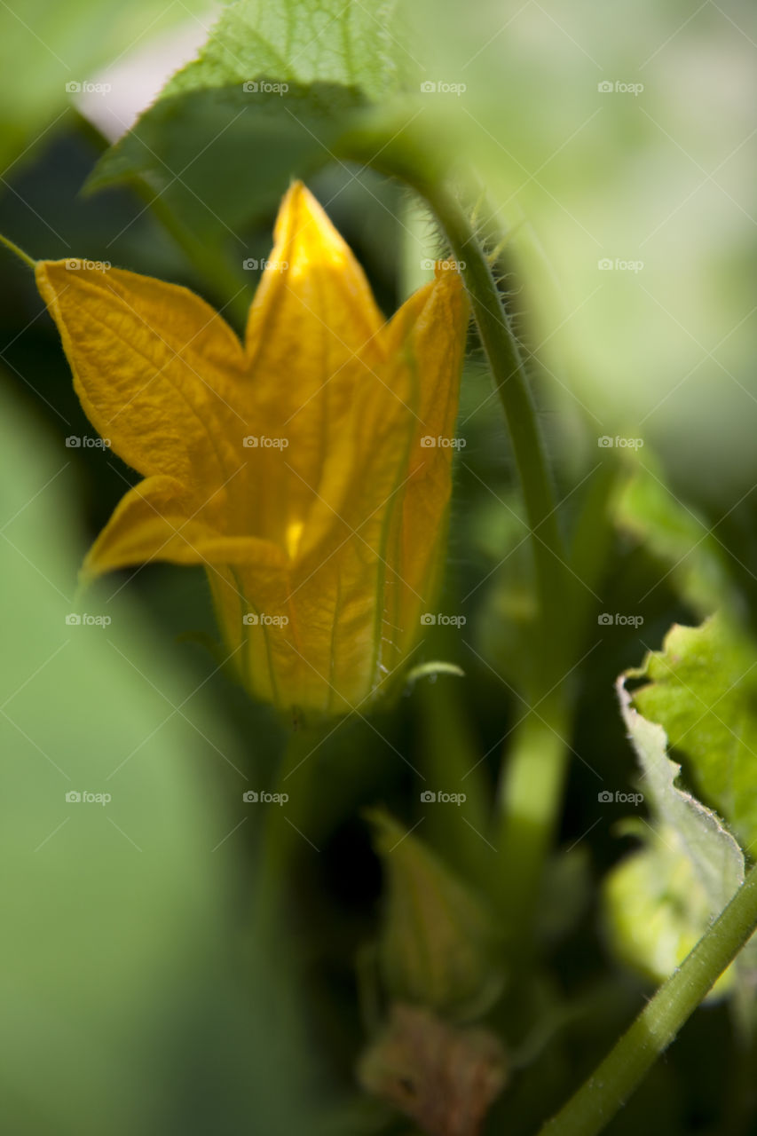 Zucchini flower. Zucchini flower