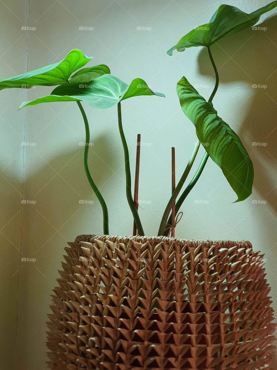 Beautiful Indoor Plant In Basket