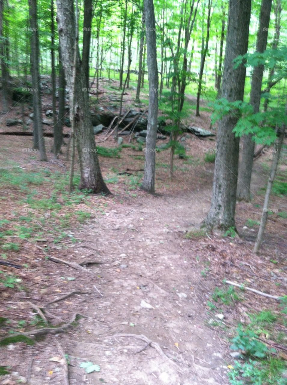 Wooded trail
