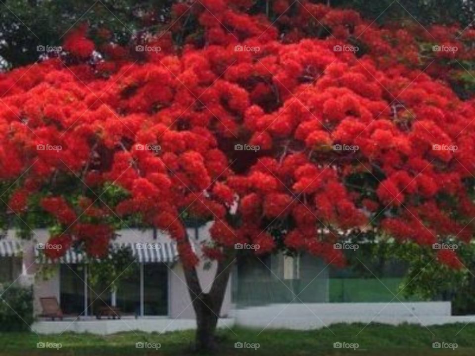 Beautiful  red flowers  tree in Puerto  Rico.