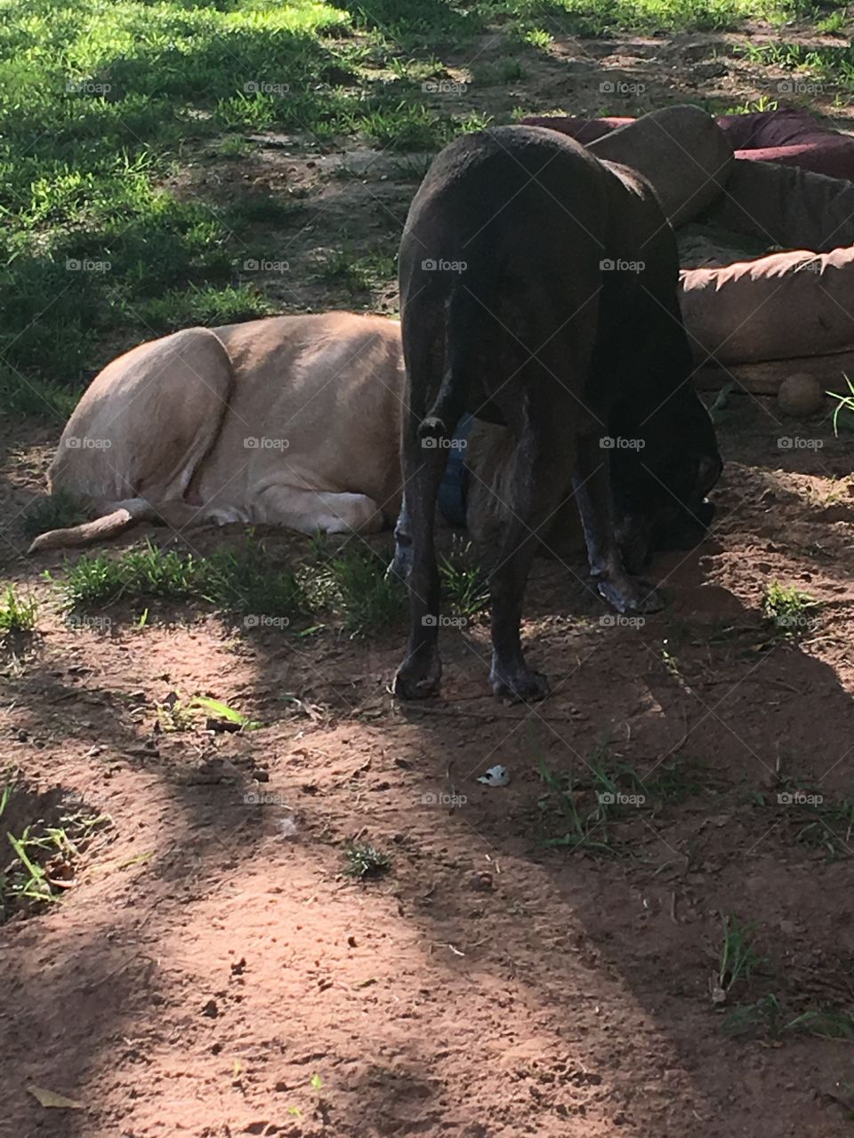 Kwanita trying to get her lazy brother to play  all he wants to do is sleep. Crazy fur babies!