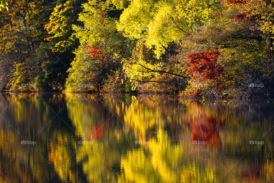 Autumn Leaves Reflected