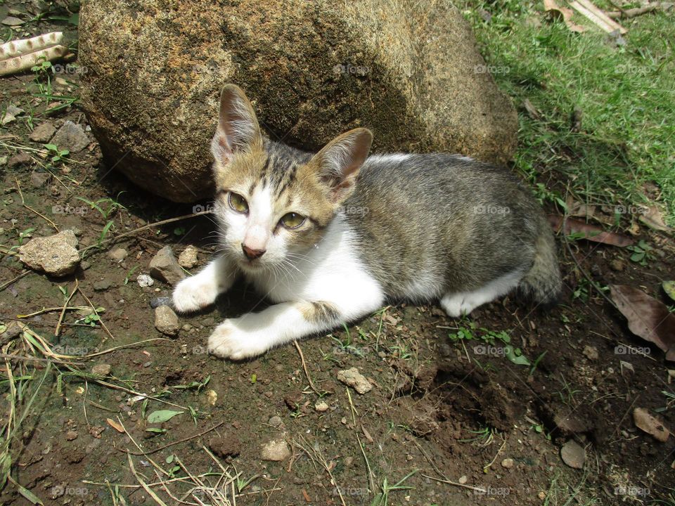 Cute kitten is sitting on the ground