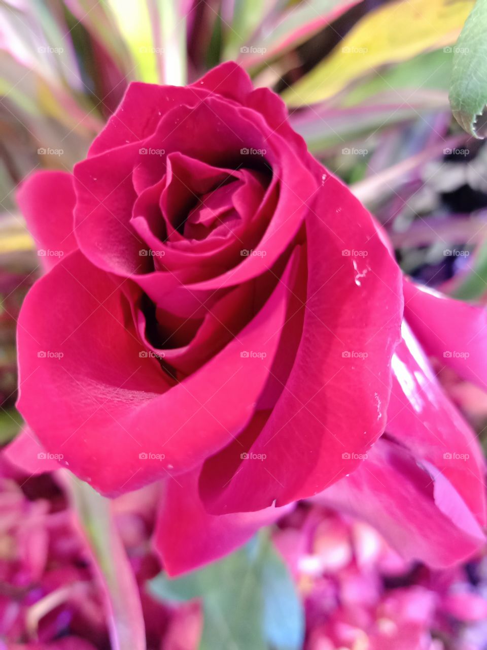 Beautiful red rose