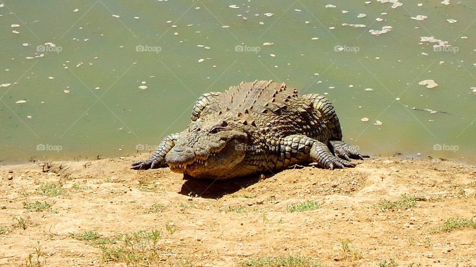 Crocodile next to water