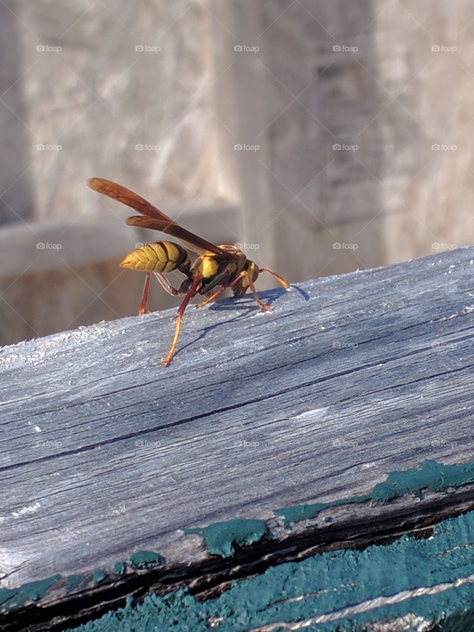 beautiful yellow jacket wasp