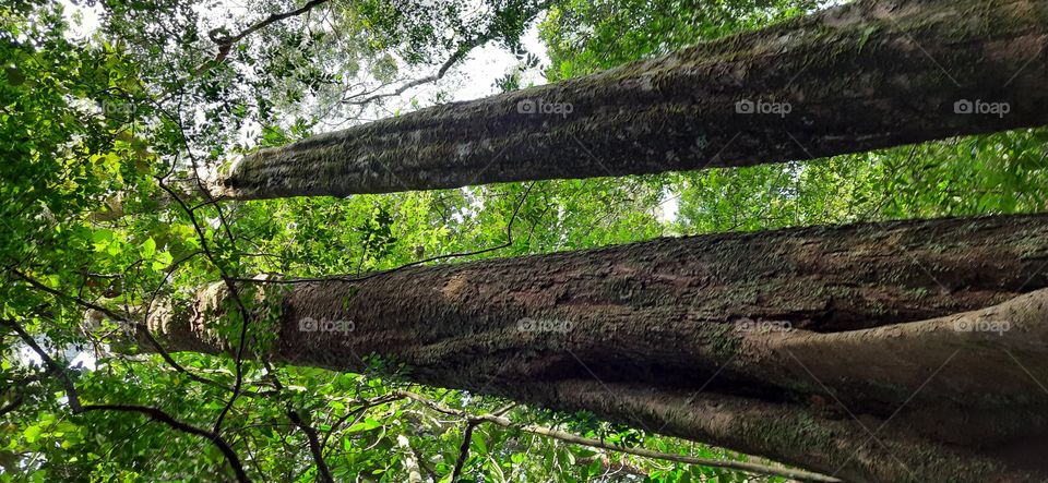 Beautiful  Forest Straight  form Google  Photos