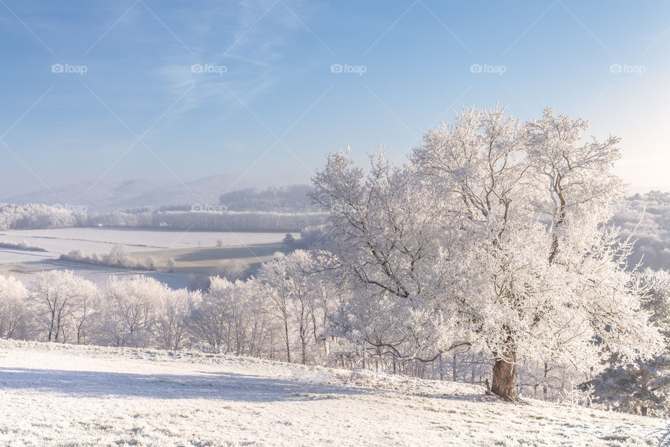 Snowy and Sunny Winter Landscape 