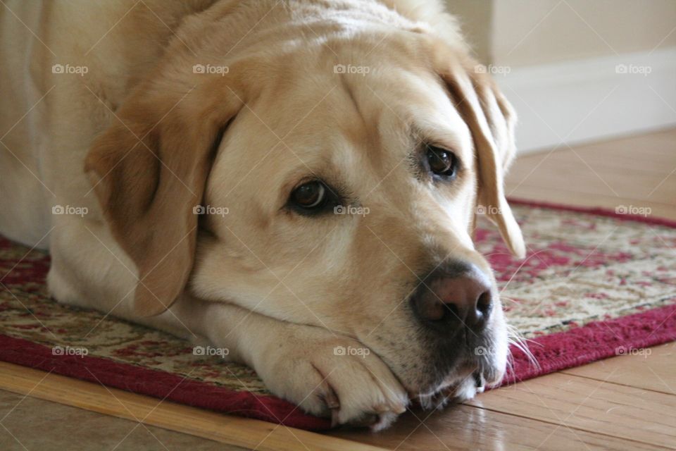 Yellow Labrador 