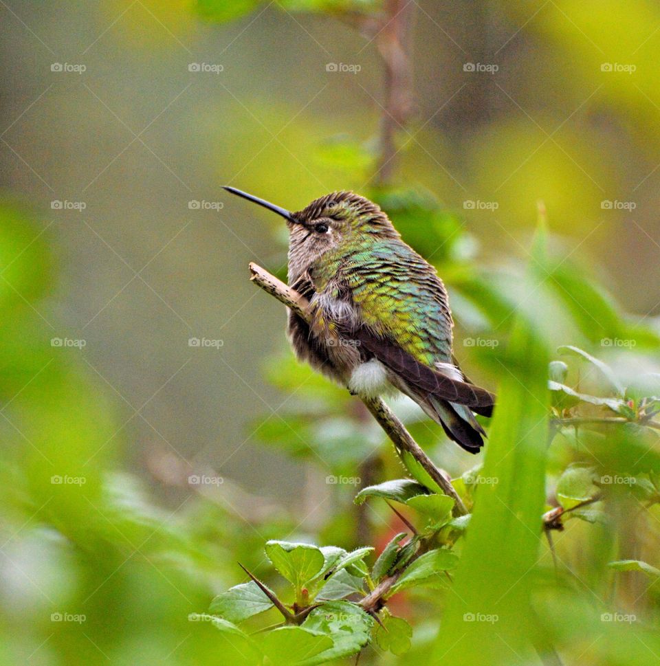 hummingbird perched on a twig at a Botanical Garden in Sacramento California