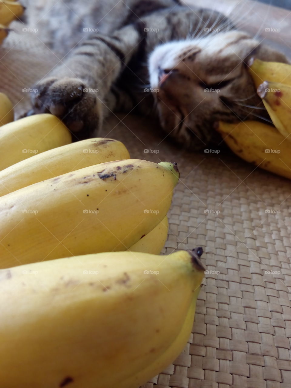 among bananas 05