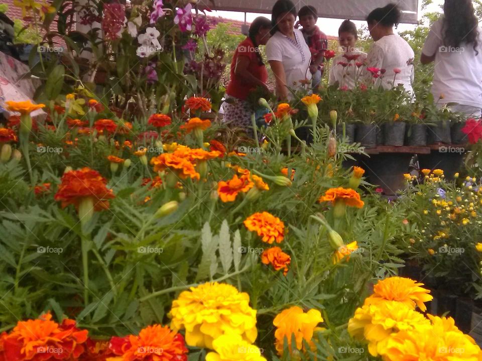 plant market