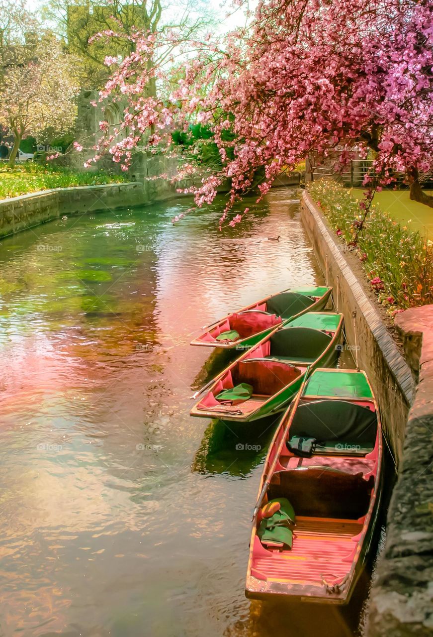 Gondolas on the river under pink blossoms