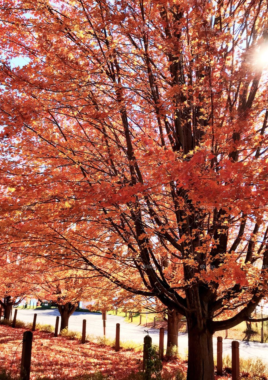 Color of fall - red maple 🍁
