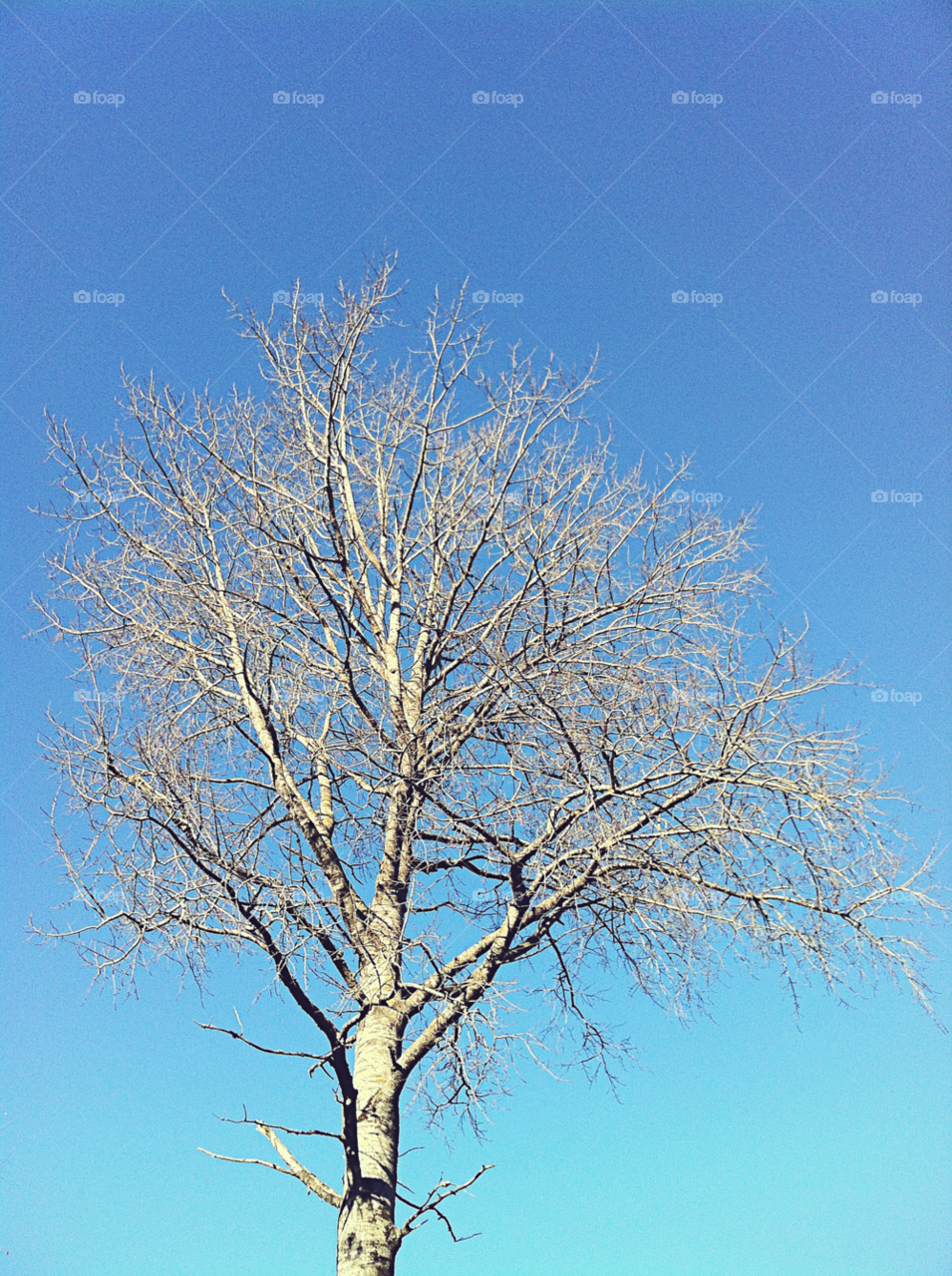 winter sky blue sol by bumbiru