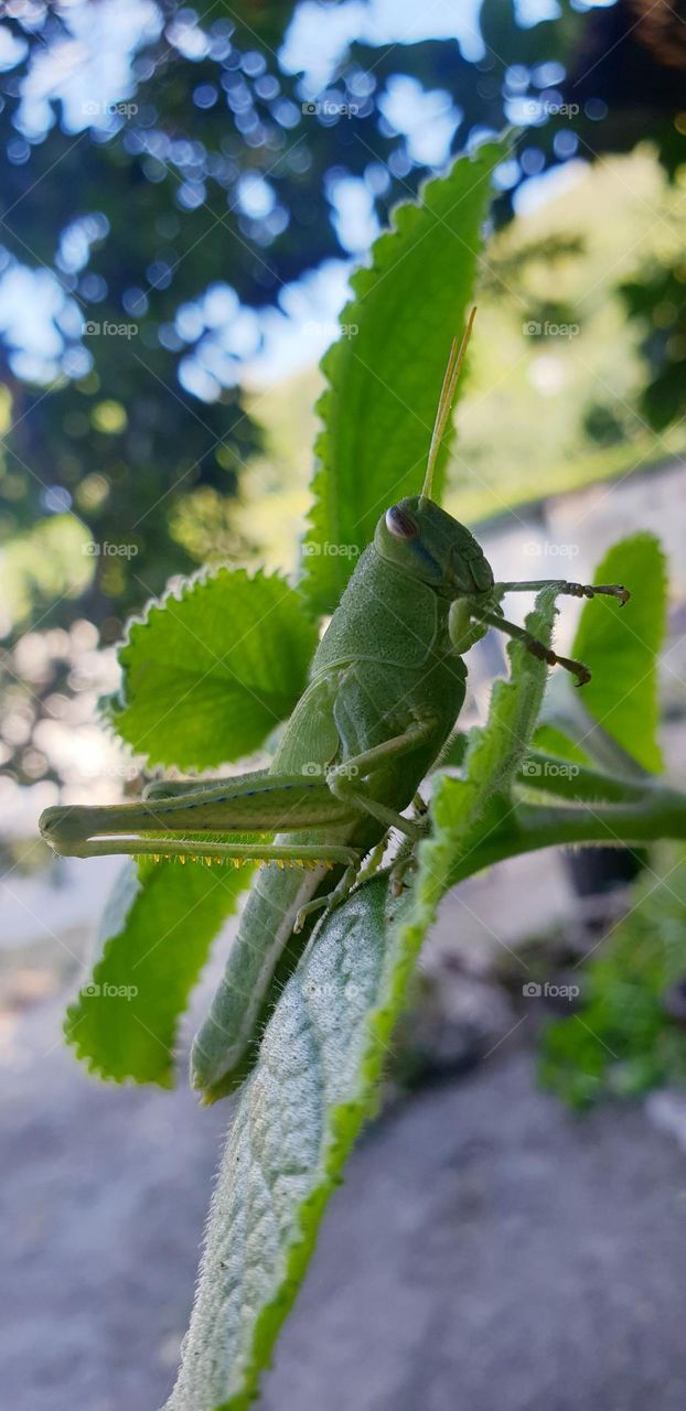 cricket, a very striking green grasshopper.  Perfect nature