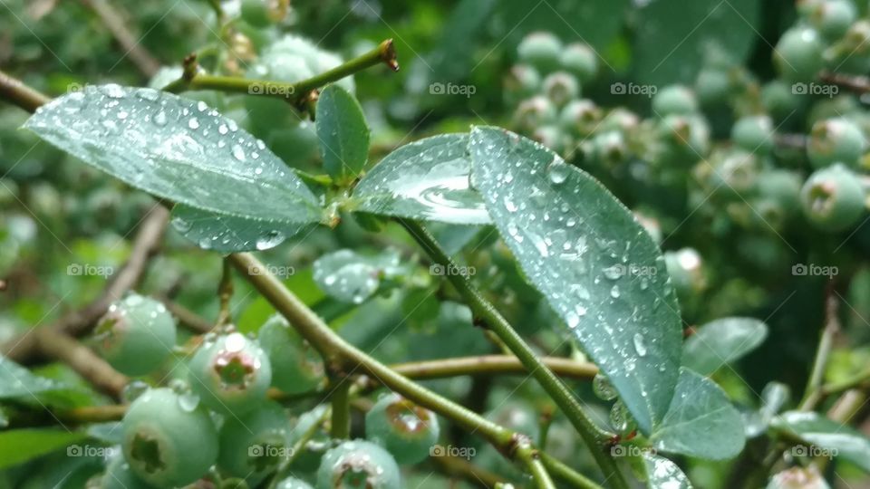 Leaf, Nature, Flora, No Person, Fruit