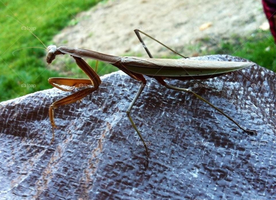 Preying mantis 