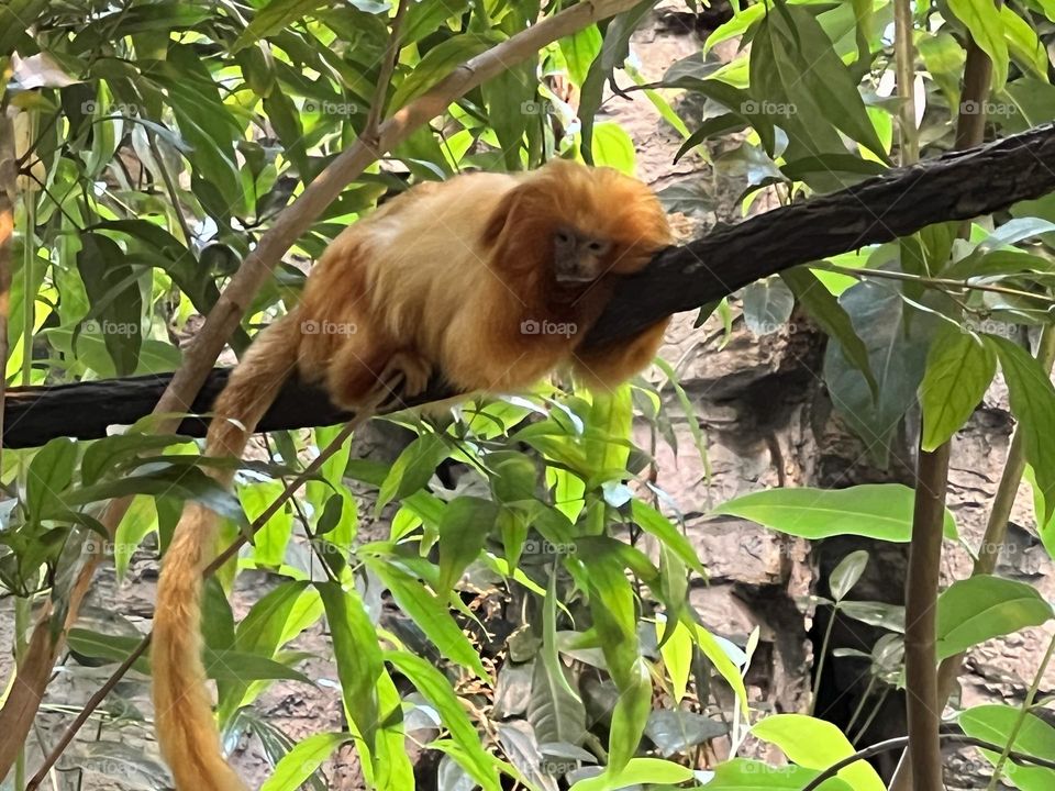 A red monkey relaxing on a branch in a hot afternoon 