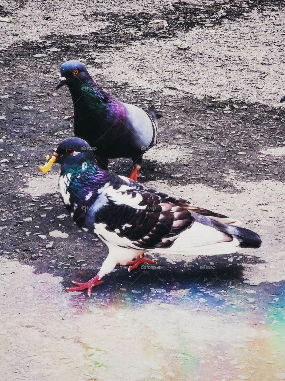 Pigeons