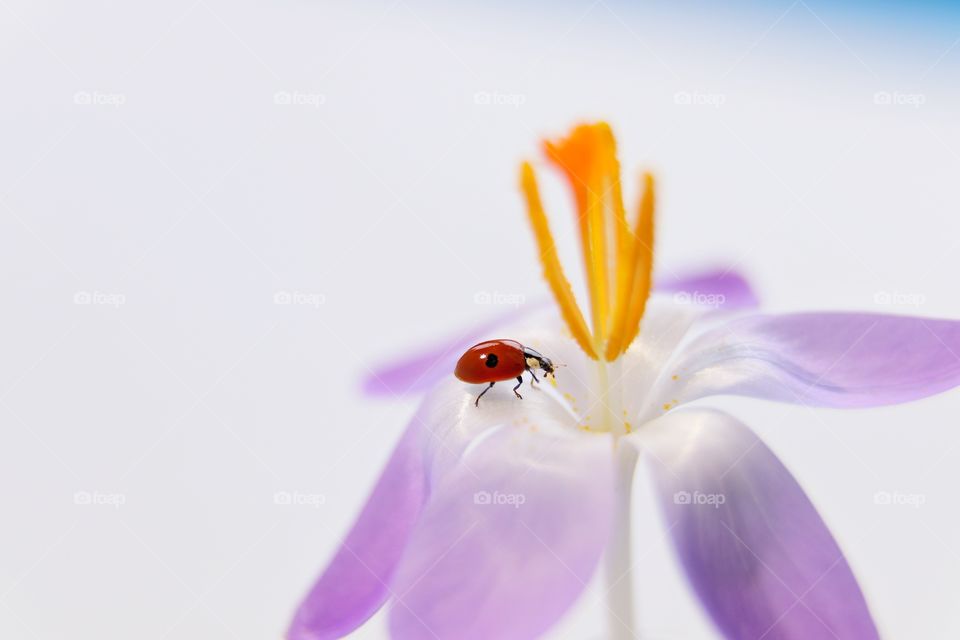 Ladybug on crocus flower