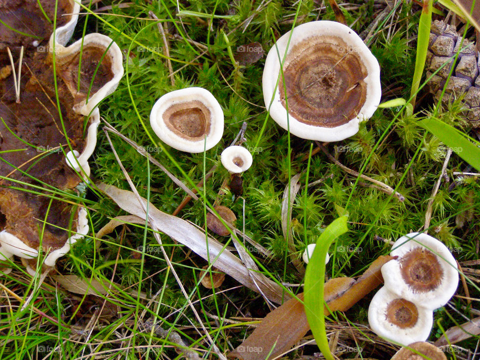 Top view of round funguses.