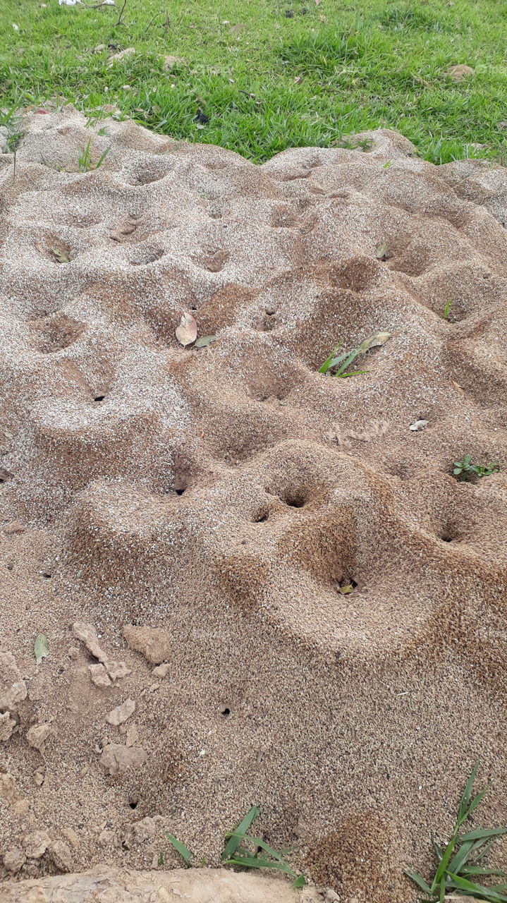 Arquitetura das formigas