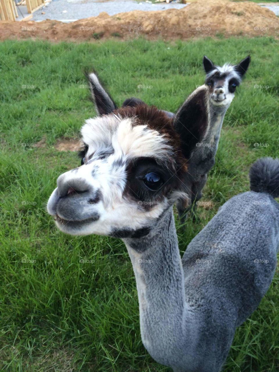 alpacas