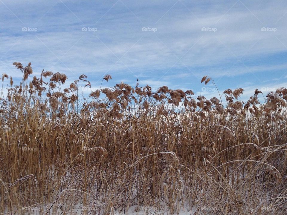 Winter Grass