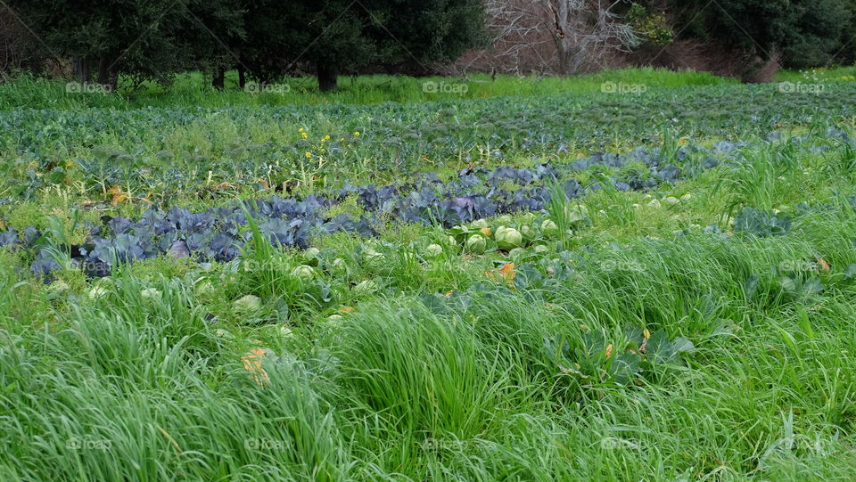 Fresh vegetables straight from farm