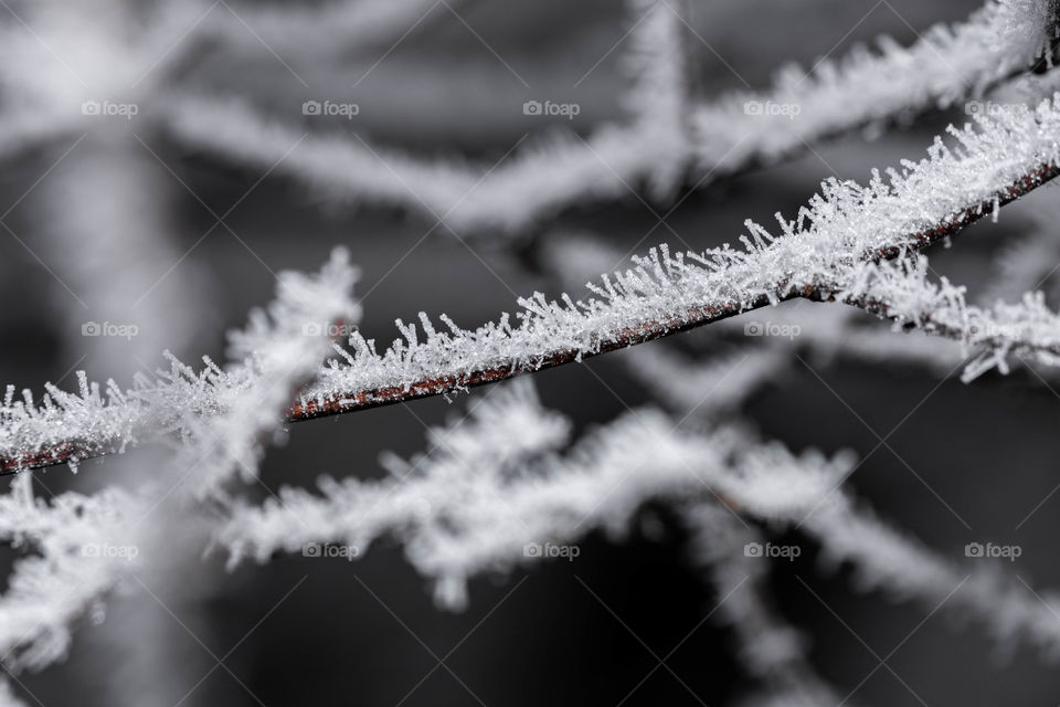 Many icy and frozen tree branches on a winter morning