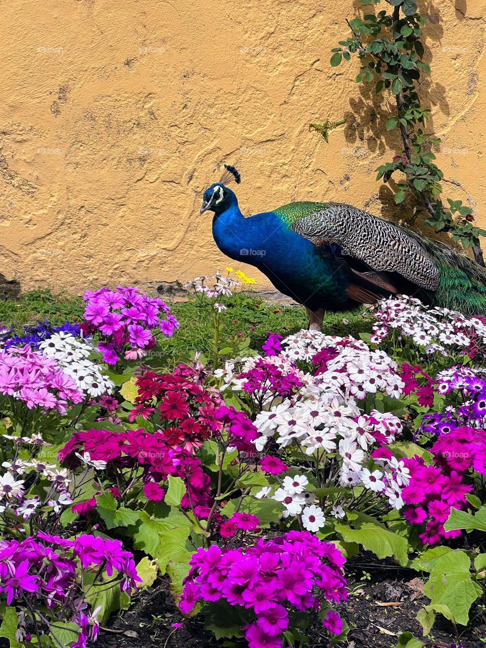 Peacock and flower 