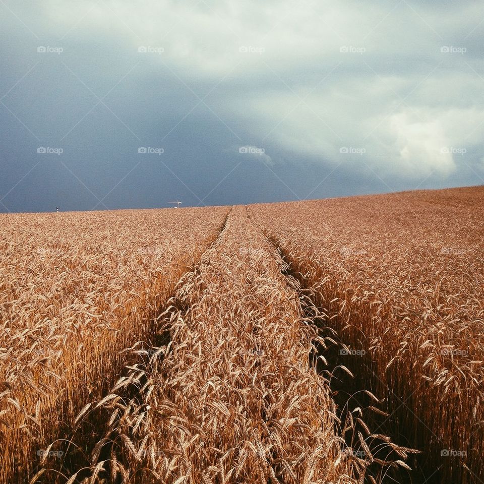Fields