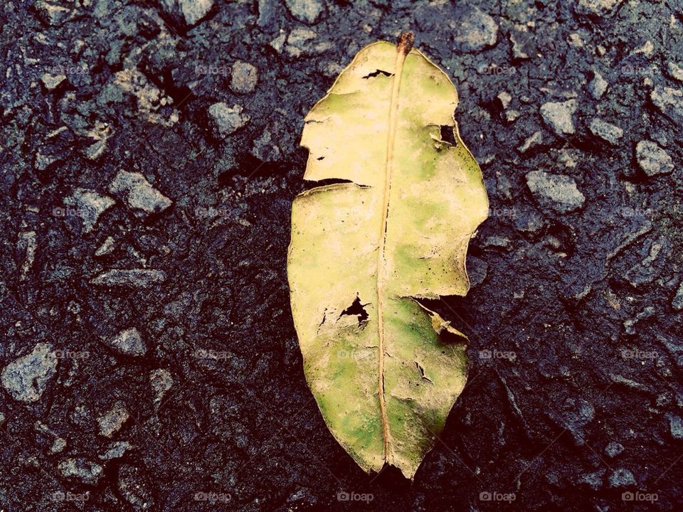 A leave on a street