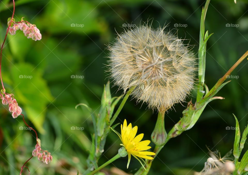 ... fly away ... and I will stay a flower