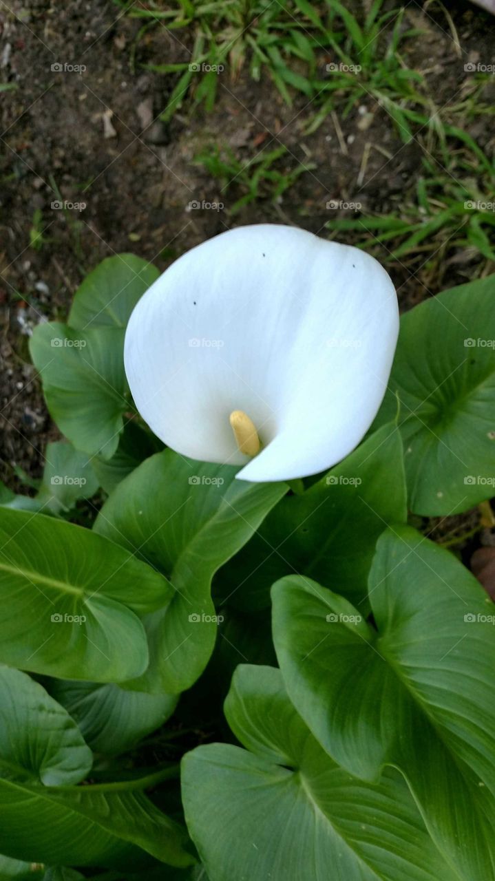 backyard lily