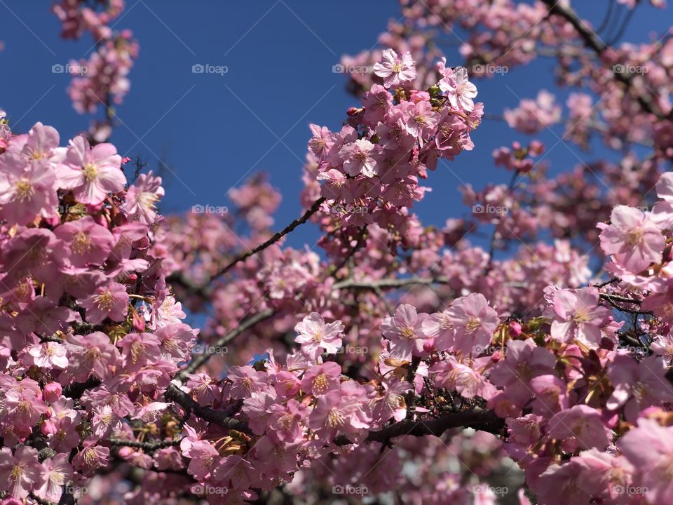Beauty of japan cherry blossom