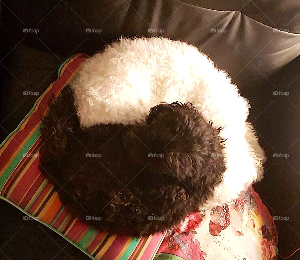 Ying yang dogs 