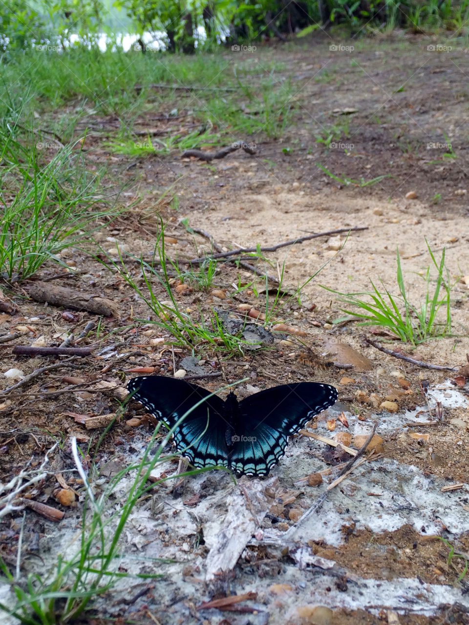 Butterfly - Plainsboro Preserve 