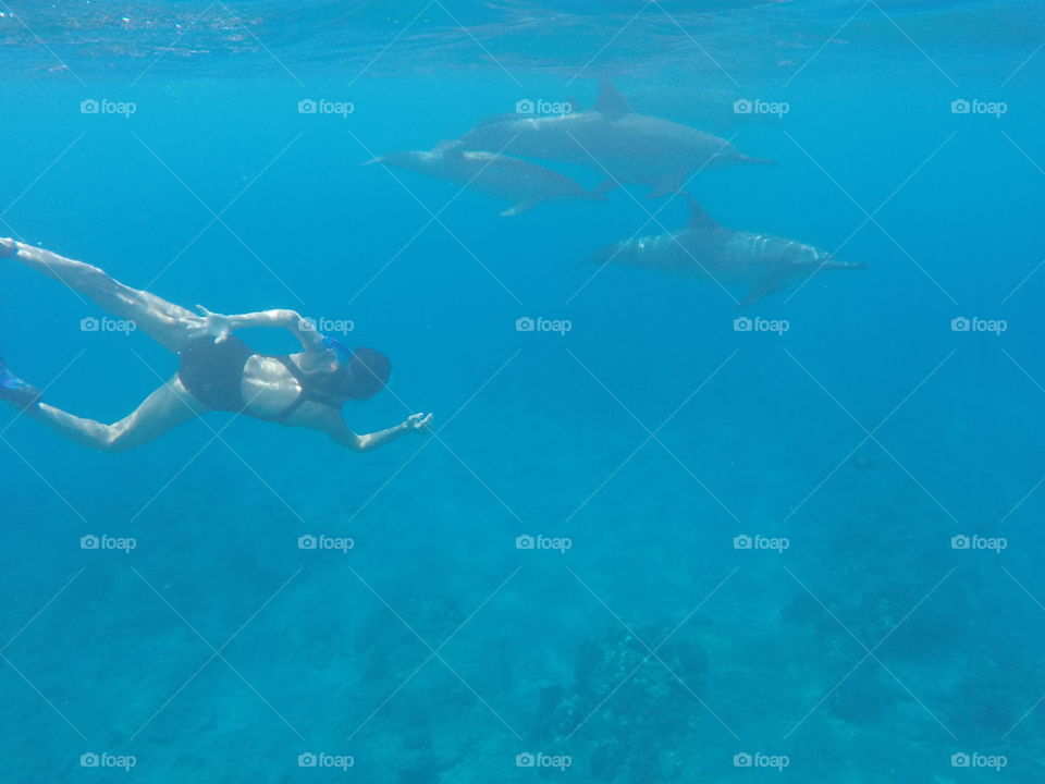 Swimming with dolphins