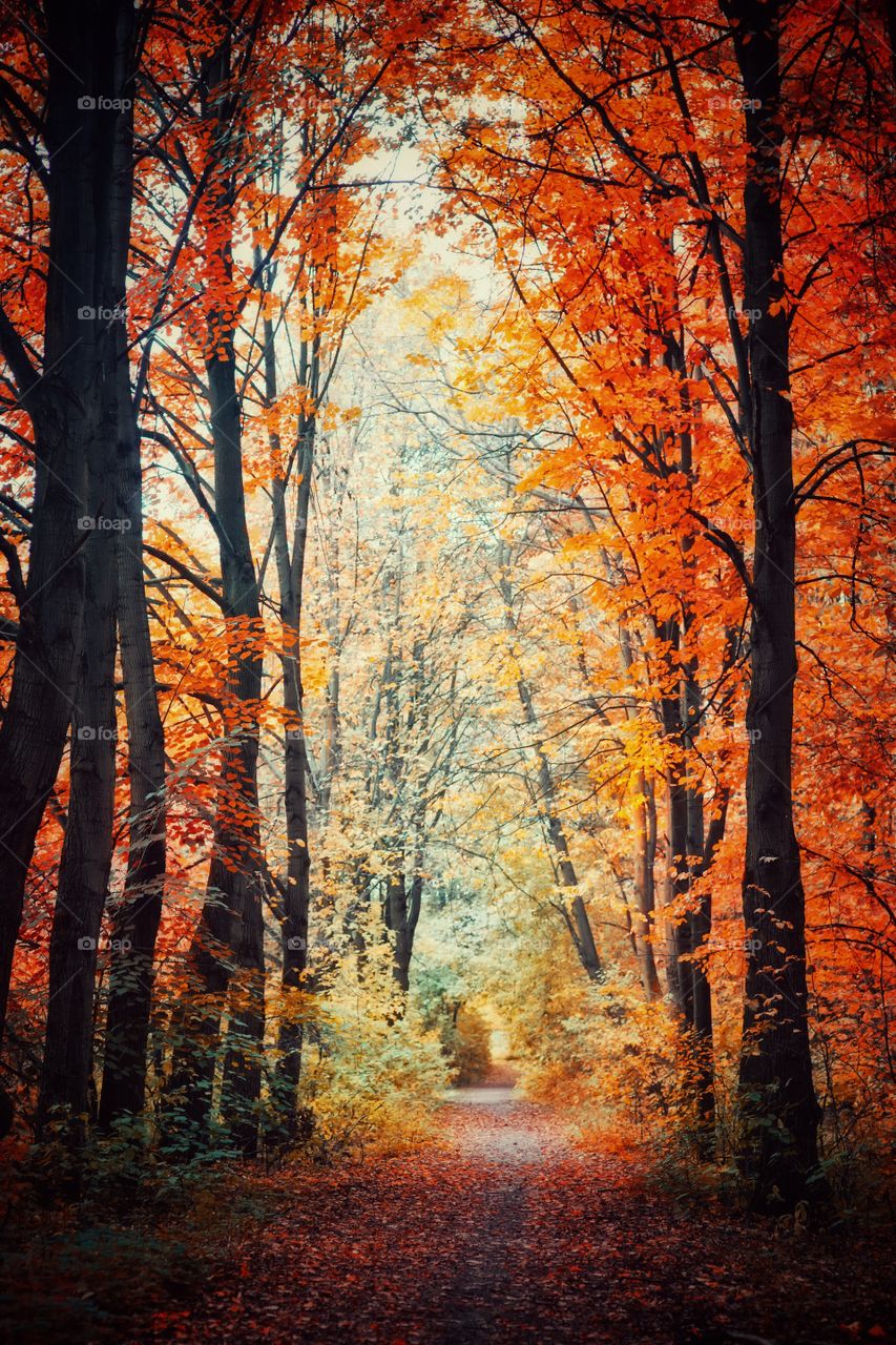 Autumn landscapes at sunny day 