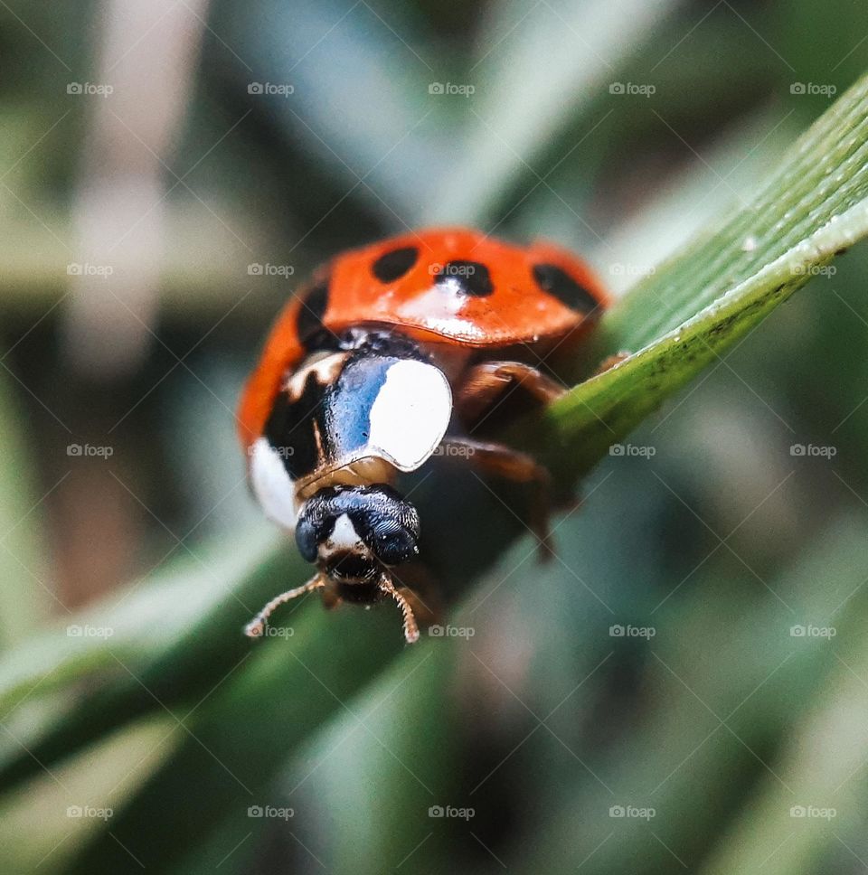 macro photo of a red beetle sitting on a green leaf and reflecting the contrast of red and green colors in nature