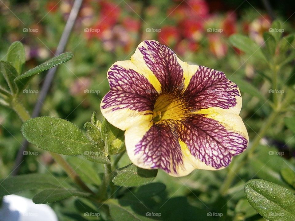 zebra flower