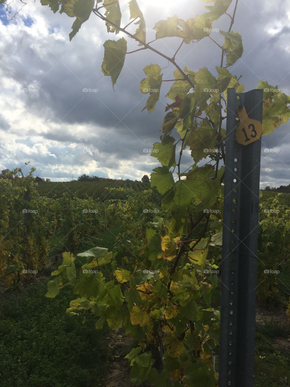 Fall wine fields - MI. Fall wine - MI