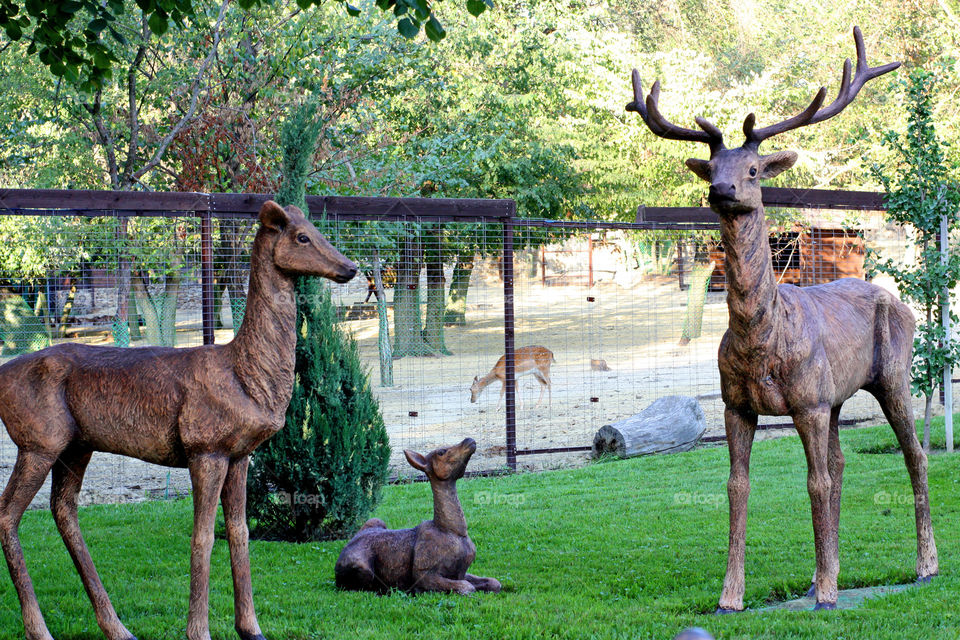 deer are walking in the park