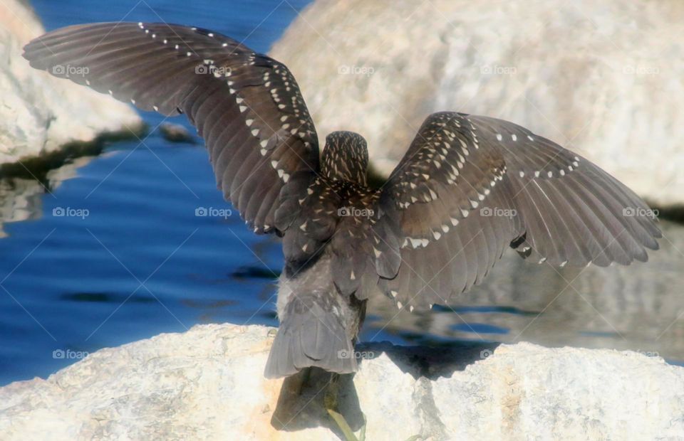 Heron Wingspan from Behind