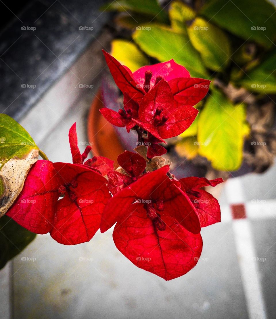 Beautiful red leaves 🍁, Perfect capture 👌